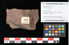 Foto (Objekt + Etikett) von Pinus leuce Unger (NHMW-GEO-2024-0188-0299)